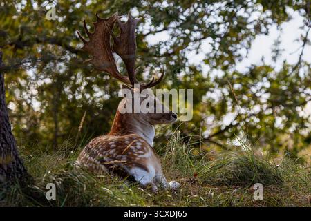 Un cervo europeo a riposo, un cervo maschio con grandi corna che riposano in una radura forestale. Foto Stock