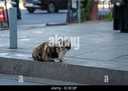 Un gatto calico poggia su una sporgenza di cemento accanto a un marciapiede in un ambiente urbano. La scena cattura la calma del gatto nel mezzo della vita cittadina. Foto Stock