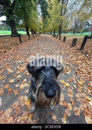 Schnauzer standard su una passeggiata autunnale nel parco Foto Stock