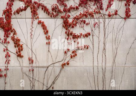 edera con foglie rosse che crescono su un muro di cemento in autunno Foto Stock