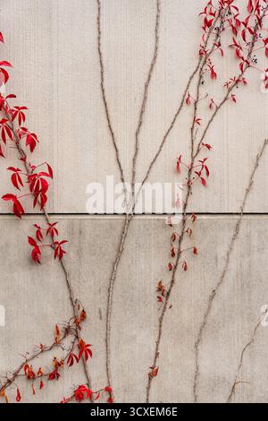 edera con foglie rosse che crescono su un muro di cemento in autunno Foto Stock