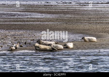 Un gruppo di foche riposa sulla sabbia bagnata vicino al bordo dell'acqua. Onde dolci e una costa tranquilla creano una tranquilla scena di fauna costiera perfetta per il n Foto Stock
