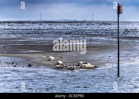 Un gruppo di foche riposa sulla sabbia bagnata vicino al bordo dell'acqua. Onde dolci e una costa tranquilla creano una tranquilla scena di fauna costiera perfetta per il n Foto Stock