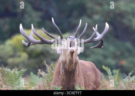 Bushy Park, Londra, Regno Unito. 14 ottobre 2025. Il Red Deer rut continua ancora oggi con grandi uomini che camuffano come segno di dominio. Crediti: Ed Brown/Alamy Live News Foto Stock