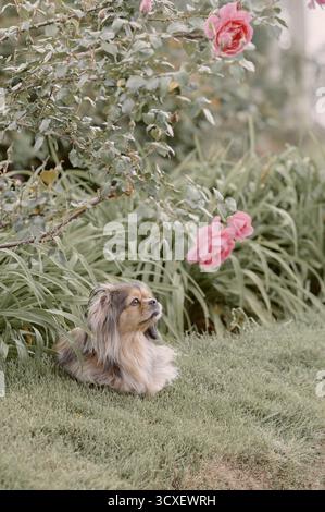 Un cane tibetano spagnolo contempla una rosa in un giardino verde. La scena trasmette serenità, connessione naturale e bellezza nella vita di tutti i giorni. Foto Stock