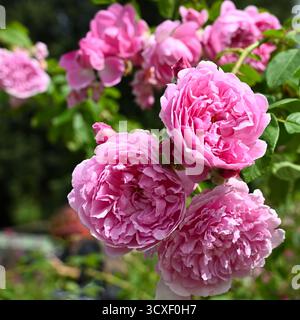 Fiori estivi rosa doppi di rosa arbustiva inglese, rosa Harlow Carr Giardino britannico settembre Foto Stock