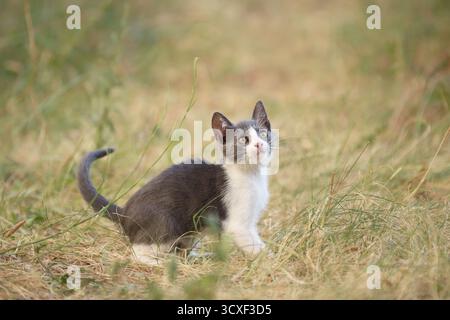 Un gattino bianco e nero fa piccoli passi attraverso l'erba gialla. Il formato orizzontale mostra il suo curioso movimento. Foto Stock