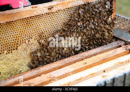 Primo piano di una struttura di alveare in legno piena di favi e api mellifere che costruiscono e mantengono attivamente le cellule di cera in una fiorente colonia Foto Stock