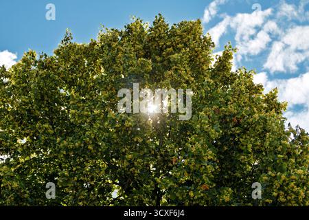 La luce del sole brilla attraverso le foglie dense, verdi e giallognole e i fiori di un tiglio maturo contro un cielo blu con nuvole bianche. Foto Stock