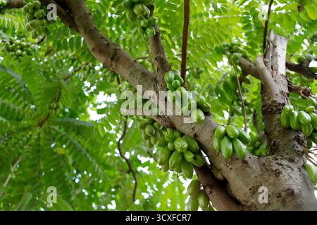 Averrhoa bilimbi, comunemente noto come bilimbi, cetriolo o albero sorrel. Foto Stock