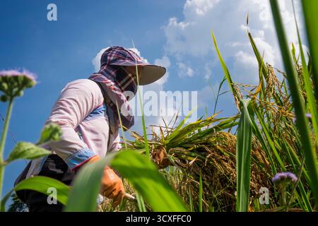 Vietnam, Sapa, Lao Chai Valley, gente che lavora nelle piantagioni di riso durante il raccolto Foto Stock
