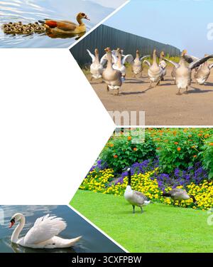 Un collage fotografico creativo con varie specie di uccelli acquatici, oche, cigni e una famiglia di anatre, su sfondo naturale. La composizione diagonale dinamica Foto Stock