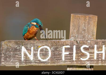 Vista frontale ravvicinata di un uccello kingfisher che batte un piccolo pesce sul suo conto contro un corrimano di legno prima di ingoiare il pesce. Foto Stock