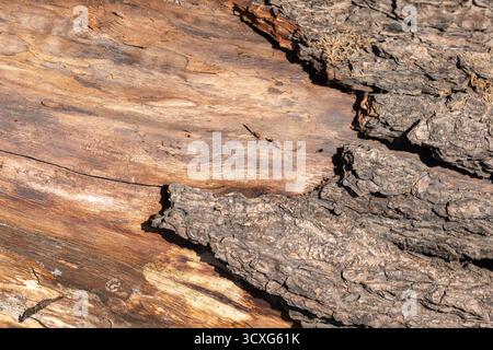 Primo piano della corteccia degli alberi e della venatura liscia del legno, che presenta una struttura robusta, toni naturali e il contrasto tra corteccia ruvida e legno lucido Foto Stock
