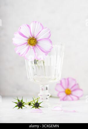 Elegante composizione floreale con un aster messicano rosa e bianco (Cosmos bipinnatus) in vetro trasparente. Foto Stock