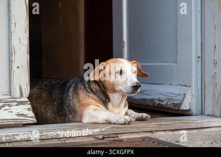 Un cane sta sdraiando sulla porta, guardando fuori dalla porta. Il cane sembra stanco e rilassato in un pigro pomeriggio d'estate Foto Stock