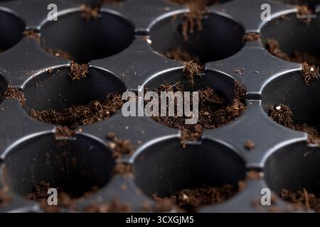 un contenitore riempito di terreno fertile con un gran numero di fori rotondi per le piantine, un vassoio di plastica nero per la coltivazione di un gran numero di piantine di Foto Stock