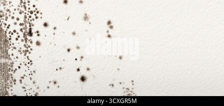 Muro infestato da muffe, banner, sfondo. Concetto del problema dello stampo all'interno delle pareti con spazio di copia per il testo Foto Stock