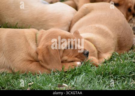 Un simpatico cucciolo rosso Labrador retriever sdraiato fuori. Un cucciolo che guarda la fotocamera in modo sonnolento. Cuccioli da laboratorio rosso volpe. Foto Stock