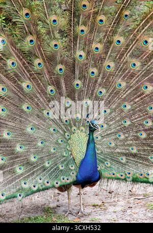 Uccelli indiani, noti anche come uccelli comuni, o uccelli blu Foto Stock