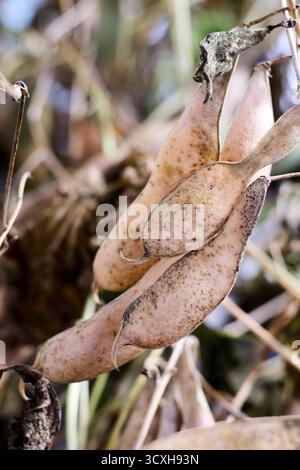 Uno scatto ravvicinato cattura gli intricati dettagli dei baccelli di soia asciutti appesi delicatamente su un ramo di un campo. La scena si svolge all'interno di un'azienda agricola Foto Stock