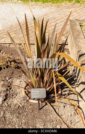 Zurigo, Svizzera, 8 aprile 2025 Phormium Tenax o nuova Zelanda pianta di lino presso il giardino botanico Foto Stock