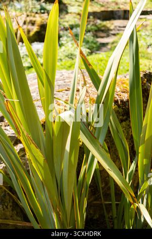 Zurigo, Svizzera, 8 aprile 2025 Phormium Tenax o pianta di lino neozelandese presso il giardino botanico Foto Stock
