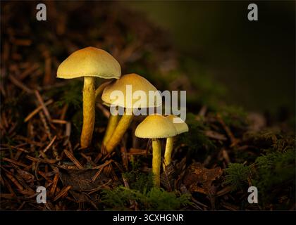 Zolfo Tuft Clump sul pavimento Firest Foto Stock