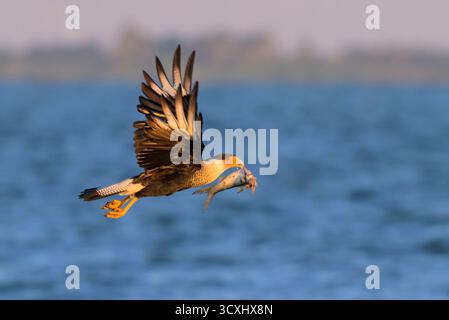 caracara crestata (Caracara plancus) che vola sull'oceano con pesci morti nel becco, Galveston, texas, USA. Foto Stock