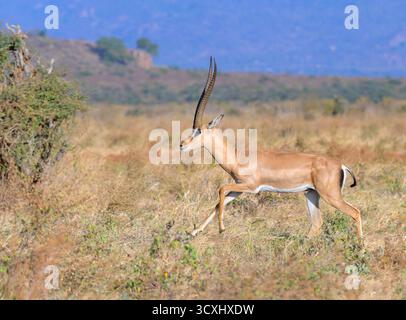 Gazzella di Grant (Nanger granti) galoppante maschile nella savana, Tsavo East National Perk, Kenya. Foto Stock