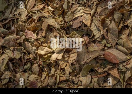 Foglie autunnali secche ricoperte a terra Foto Stock