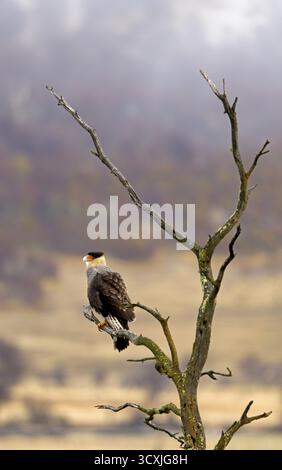 Caracara crestata (Caracara plancus), Patagonia, Cile, Sud America Foto Stock