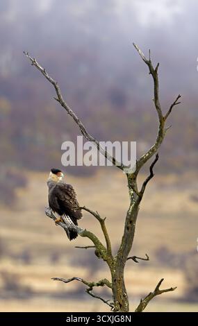 Caracara crestata (Caracara plancus), Patagonia, Cile, Sud America Foto Stock