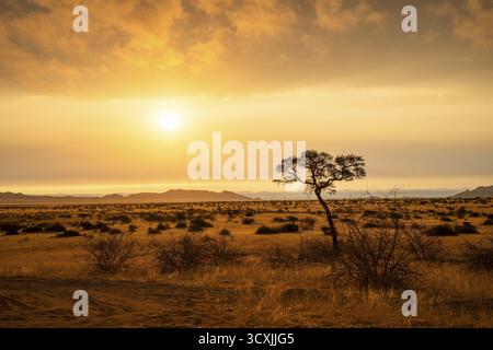 Tramonto dorato sul North Windhok, savana namibiana con alberi sparsi all'orizzonte. La calda luce della sera e i colori vivaci catturano la calma della bellezza Foto Stock