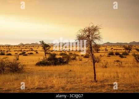 Tramonto dorato sul North Windhok, savana namibiana con alberi sparsi all'orizzonte. La calda luce della sera e i colori vivaci catturano la calma della bellezza Foto Stock
