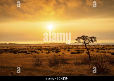Tramonto dorato sul North Windhok, savana namibiana con alberi sparsi all'orizzonte. La calda luce della sera e i colori vivaci catturano la calma della bellezza Foto Stock