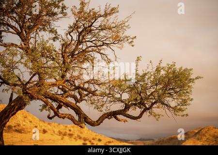 Tramonto dorato sul North Windhok, savana namibiana con alberi sparsi all'orizzonte. La calda luce della sera e i colori vivaci catturano la calma della bellezza Foto Stock