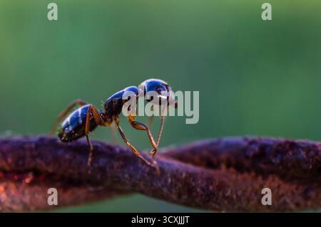 Foto macro di una formica nera che cammina su un filo metallico arrugginito e ritorto, con dettagli anatomici ben focalizzati, tra cui corpo segmentato e antenne. Foto Stock