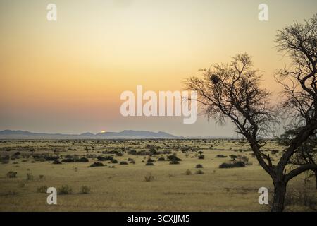 Tramonto dorato sul North Windhok, savana namibiana con alberi sparsi all'orizzonte. La calda luce della sera e i colori vivaci catturano la calma della bellezza Foto Stock
