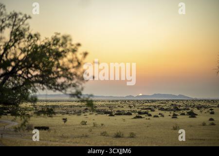 Tramonto dorato sul North Windhok, savana namibiana con alberi sparsi all'orizzonte. La calda luce della sera e i colori vivaci catturano la calma della bellezza Foto Stock