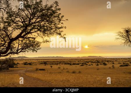 Tramonto dorato sul North Windhok, savana namibiana con alberi sparsi all'orizzonte. La calda luce della sera e i colori vivaci catturano la calma della bellezza Foto Stock
