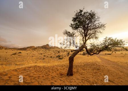 Tramonto dorato sul North Windhok, savana namibiana con alberi sparsi all'orizzonte. La calda luce della sera e i colori vivaci catturano la calma della bellezza Foto Stock