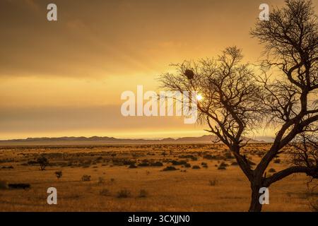 Tramonto dorato sul North Windhok, savana namibiana con alberi sparsi all'orizzonte. La calda luce della sera e i colori vivaci catturano la calma della bellezza Foto Stock