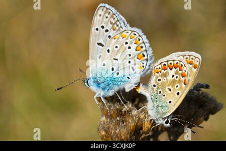 Primo piano di due farfalle blu comuni arroccate fianco a fianco su una pianta secca, con ali chiuse e intricati motivi in blu, bianco, arancione, nero. Foto Stock