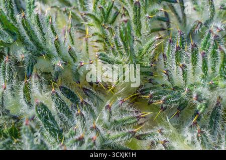 Primo piano di una superficie vegetale ricoperta da trichomi traslucidi con punte gialle, con sfumature verdi e viola e morfologia spessa e ruvida. Foto Stock