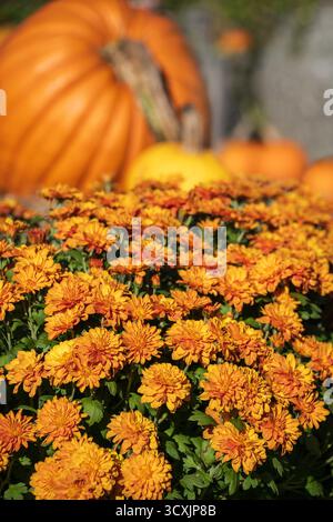 Coloratissimi fiori autunnali di mamma o crisantemo esposti con zucche sullo sfondo Foto Stock