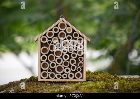 Una casa d'api in legno, con molti tubi di bambù, siede sul muschio, con uno sfondo verde sfocato. Foto Stock