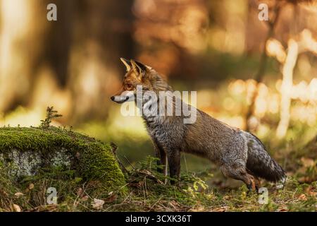 Una volpe rossa selvaggia (Vulpes vulpes) con uno spesso cappotto invernale si trova vicino a un ceppo coperto di muschio in una foresta illuminata dal sole, vigile e concentrata su qualcosa Foto Stock
