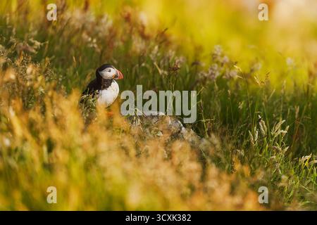 Puffin Atlantico (Fratercula arctica) nascosto in prato erboso alto, Norvegia Runde Foto Stock