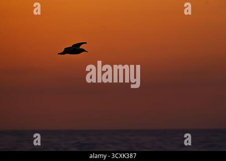 Un gabbiano (Larus argentatus) scivola attraverso il cielo limpido con le ali ad ampia estensione e lo sguardo concentrato. Foto Stock